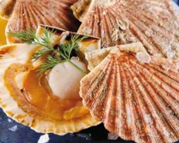 COQUILLES SAINT-JACQUES ENTIÈRES