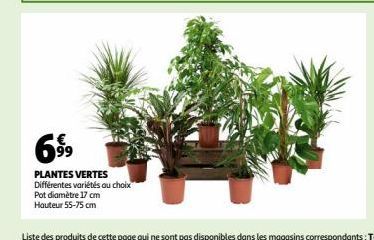 PLANTES VERTES