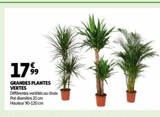 GRANDES PLANTES VERTES