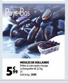 MOULES DE HOLLANDE