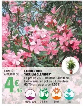 l'unité  à partir de  4%  45  laurier rose  "nerium oleander"  le pot de 2,5 l. hauteur : 40/60 cm. existe aussi en pot de 5 l, hauteur 60/70 cm, au prix de 9,50 €.  @  mars/avril  2à3m soleil été  