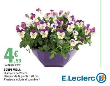 ,59 LA BARQUETTE  COUPE VIOLA Diamètre de 23 cm.  Hauteur de la plante: 20 cm. Plusieurs coloris disponible)  E.Leclerc (L) 