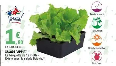 fleurs de france  1€  la barquette salade "appia"  la barquette de 12 mottes. existe aussi la salade batavia.  80  février/mars  15 à 30 cm  soleil/mi-ombre  mai/juin 