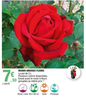 7€  50  L'UNITÉ  €Le pot de 3 L  ROSIER GROSSES FLEURS  Plusieurs coloris disponibles. Existe aussi le rosier à fleurs groupées au même prix.  Février / mars 80 à 150 cm  Soleil  Printemps 