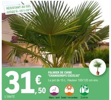résistant au gel jusqu'à -15%-18°c  l'unité  €  ,50  palmier de chine "chamaerops excelsa"  le pot de 15 l. hauteur 100/120 cm env.  mars / avril soleil/mi-ombre 2 à 4 m 