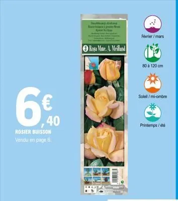 40  rosier buisson vendu en page 6.  bond be b  rosa mine. a. meilland  m  février/mars  80 à 120 cm  soleil/mi-ombre  printemps/été  