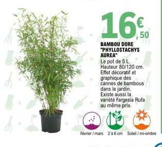 16€  50  BAMBOU DORE "PHYLLOSTACHYS AUREA"  Le pot de 5 L. 20 cm  Hauteur 80/120 cm..  Effet décoratif et graphique des cannes de bambous  dans le jardin. Existe aussi la variété Fargesia Rufa  au mêm