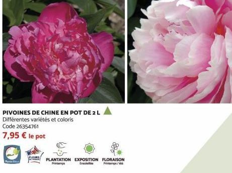 PIVOINES DE CHINE EN POT DE 2 L  Différentes variétés et coloris Code 26354761  7,95 € le pot  Planta  FLEURS  PLANTATION EXPOSITION FLORAISON Printemps Ensoleilbe Printemps/ét 