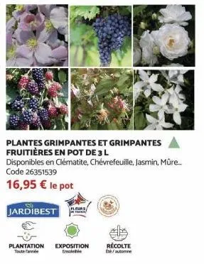 code 26351539  16,95 € le pot  plantes grimpantes et grimpantes fruitières en pot de 3 l  disponibles en clématite, chévrefeuille, jasmin, mûre...  d  jardibest  plantation exposition ensolee  récolte