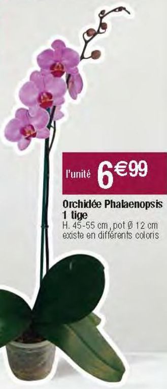 Orchidée Phalaenopsis 1 tige 