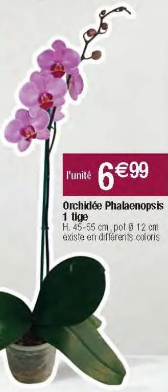orchidée phalaenopsis 1 tige 