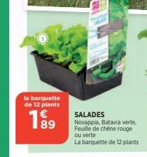 salades 