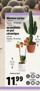 western cactus  a 20 cm  hauteur: 60 cm min 044  ou orchidée  en pot céramique  13 cm hauteur: 55 cm min. im  55 cm min.  l'unité au choix  11.⁹9⁹  99  60 cm min.  cactus  n q. orchidée 