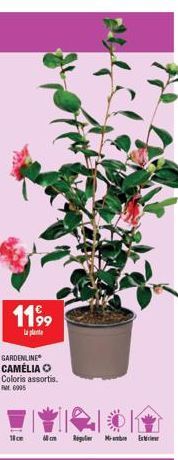 1199  La plant  GARDENLINE  CAMÉLIA O Coloris assortis. Ft 0005  10cm  6cm Rigrrb Exerier 