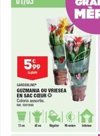 599  Lapla  GARDENLINE  GUZMANIA OU VRIESEA EN SAC COEUR O Coloris assortis. Rat 5001899  12 cm  Regele Mbre 