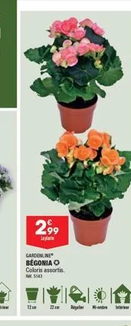 299  laplat  gardenline begonia  coloris assortis.  r5143  12 cm  22 cm regulier mi-obre l 