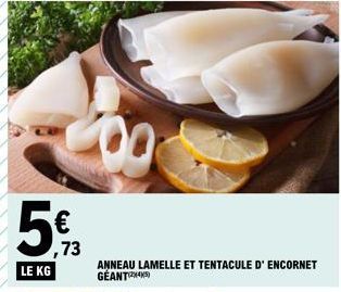 ,73 LE KG  ANNEAU LAMELLE ET TENTACULE D' ENCORNET GÉANT 