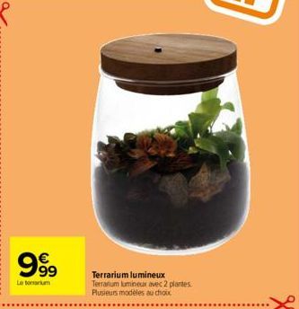 €  99999  Le tou  Terrarium lumineux Terrartum lumineux avec 2 plantes Plusieurs modèles au choix 