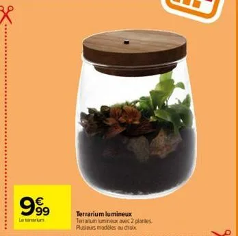 €  99999  le tou  terrarium lumineux terrartum lumineux avec 2 plantes plusieurs modèles au choix 