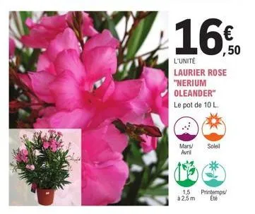 16€  16% 50  l'unité laurier rose "nerium  oleander"  le pot de 10 l.  mars/ soleil avril  1,5 printemps/ à 2,5 m eté 