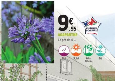 € ,95 AGAPANTHE  Le pot de 4 L.  Mai  Soleil  FLEURS DE FRANCE  60 à  80 cm  Été 