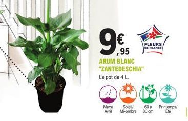 Mars/ Avril  € ,95  ARUM BLANC "ZANTEDESCHIA"  Le pot de 4 L  Soleil/ Mi-ombre  FLEURS DE FRANCE  60 á 80 cm  Printemps/ Été 