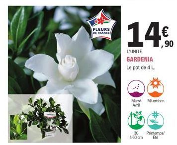 FLEURS  DE FRANCE  14€  1,90  L'UNITÉ GARDENIA Le pot de 4 L  Mars Mi-ombre Avril  30 Printemps/  à 60 cm Eté 