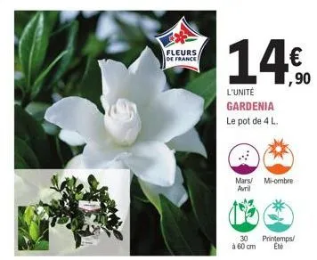 fleurs  de france  14€  1,90  l'unité gardenia le pot de 4 l  mars mi-ombre avril  30 printemps/  à 60 cm eté 