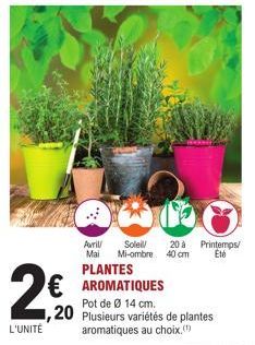 plantes aromatiques 