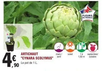 4€  artichaut  €"cynara scolymus" avril le pot de 1 l. 1,90  mars/ soleil  fleurs de france  1à 1,50 m  septembre/ octobre 