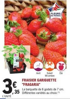 3€  l'unité  avril  € "fragaria"  fleurs  de france  fraisier gariguette  soleil/ été mi-ombre 