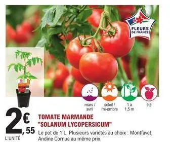 the  l'unité  € tomate marmande  55  "solanum lycopersicum"  mars/ soleil/  1 à  avril mi-ombre 1,5m  le pot de 1 l. plusieurs variétés au choix : montfavet, andine cornue au même prix.  m  fleurs  de