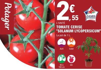 Potager  28,55  2€  L'UNITÉ TOMATE CERISE "SOLANUM LYCOPERSICUM"  Le pot de 1 L.  Avril  80 à 100 cm  Soleil  été  FLEURS  DE FRANCE  