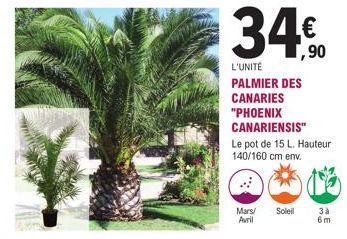 34€90  L'UNITÉ PALMIER DES CANARIES  "PHOENIX  CANARIENSIS"  Le pot de 15 L. Hauteur 140/160 cm env.  Mars/ Soleil Avril  3 à  6m 