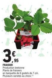 3€  95  I  FRAISIER Production bretonne Plants de fraisiers  en barquette de 6 godets de 7 cm. Plusieurs varietés au choix. 