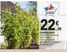 fleurs  de france  22€  fargesia rufa production bretonne non tracant, non envahissant.  hauteur 2 m á 2,5 m en pot de 5 l 