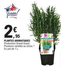 FLEURS DE FRANCE  2€  95  PLANTES AROMATIQUES Production Grand Ouest. Plusieurs variétés au choix. En pot de 1 L.  