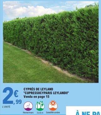 L'UNITÉ  99  CYPRÈS DE LEYLAND "CUPRESSOCYPARIS LEYLANDII" Vendu en page 15  Feiermars 36m SoloMi-ombre  