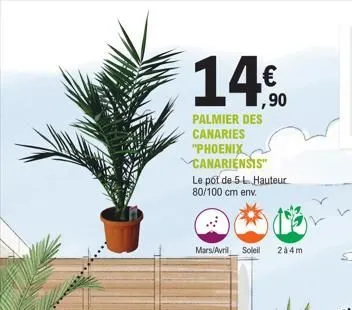 14€  1,90  palmier des canaries "phoenix canariensis"  le pot de 5 l. hauteur 80/100 cm env.  mars avril soleil  244m  