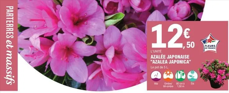 parterres et massifs  12€  l'unité azalée japonaise "azalea japonica" le pot de 5 l.  mai ombre/ 80 cm à mi-ombre 1,50 m  été  fleurs de france  