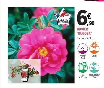fleurs de france  ,90  rosier "rugosa" le pot de 3 l..  mars/ soleil avril  60 à 80 cm  printemps/ été 