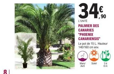 81  34€90  l'unité palmier des canaries  "phoenix  canariensis"  le pot de 15 l. hauteur 140/160 cm env.  mars/ soleil avril  3 à  6m 