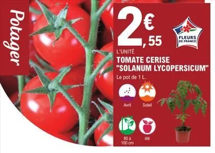potager  28,55  2€  l'unité tomate cerise "solanum lycopersicum"  le pot de 1 l.  avril  80 à 100 cm  soleil  été  fleurs  de france  