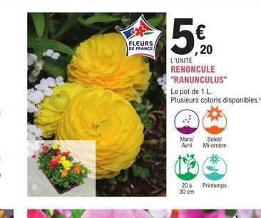 FLEURS DE FRANCE  5€  ,20  L'UNITÉ RENONCULE "RANUNCULUS"  Le pot de 1 L.  Plusieurs coloris disponibles.  Mars! Soleil/ Avril  Mi-ombre  20 à Printemps 30 cm 