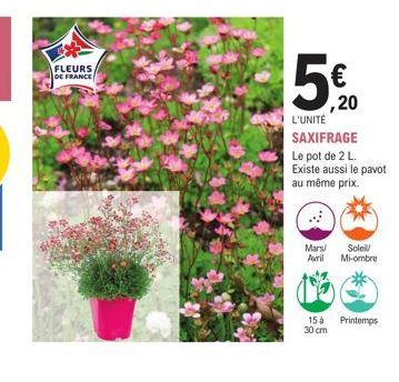 FLEURS  DE FRANCE  ,20  L'UNITÉ SAXIFRAGE  Le pot de 2 L. Existe aussi le pavot au même prix.  Mars/ Soleil/ Avril Mi-ombre  15 à 30 cm  Printemps 