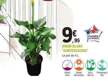 mars/ avril  € ,95  arum blanc "zantedeschia"  le pot de 4 l  soleil/ mi-ombre  fleurs de france  60 á 80 cm  printemps/ été 