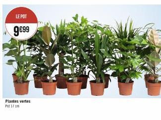 LE POT  9€99  Plantes vertes Pat 17 cm 