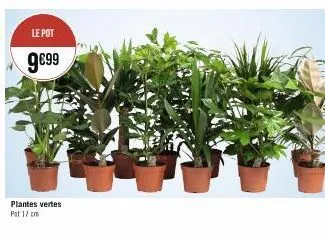 le pot  9€99  plantes vertes pat 17 cm 