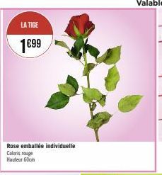 LA TIGE  1€99  Rose emballée individuelle Coloris rouge Hauteur 60cm 