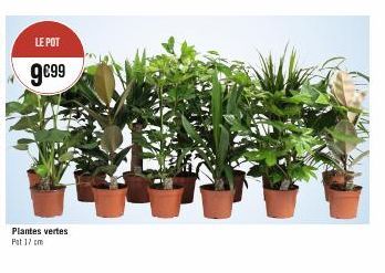 LE POT  9€99  Plantes vertes Pat 17 cm 